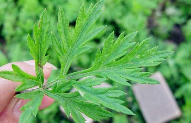 艾葉泡腳的功效與作用：長(zhǎng)期用艾葉泡腳，身體會(huì)有哪些改變？